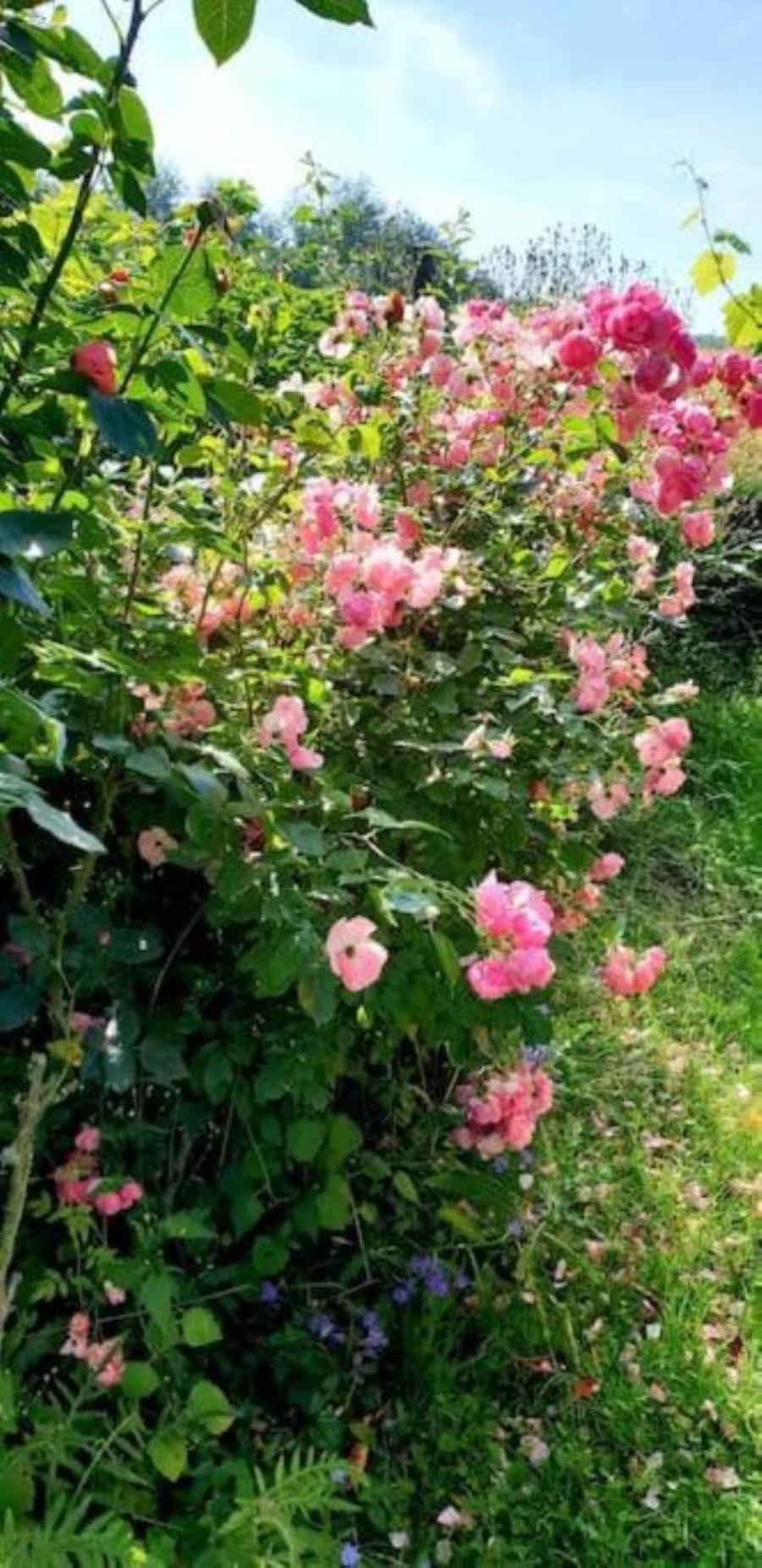 La Maison Des Roses Drachenbronn-Birlenbach Exterior foto