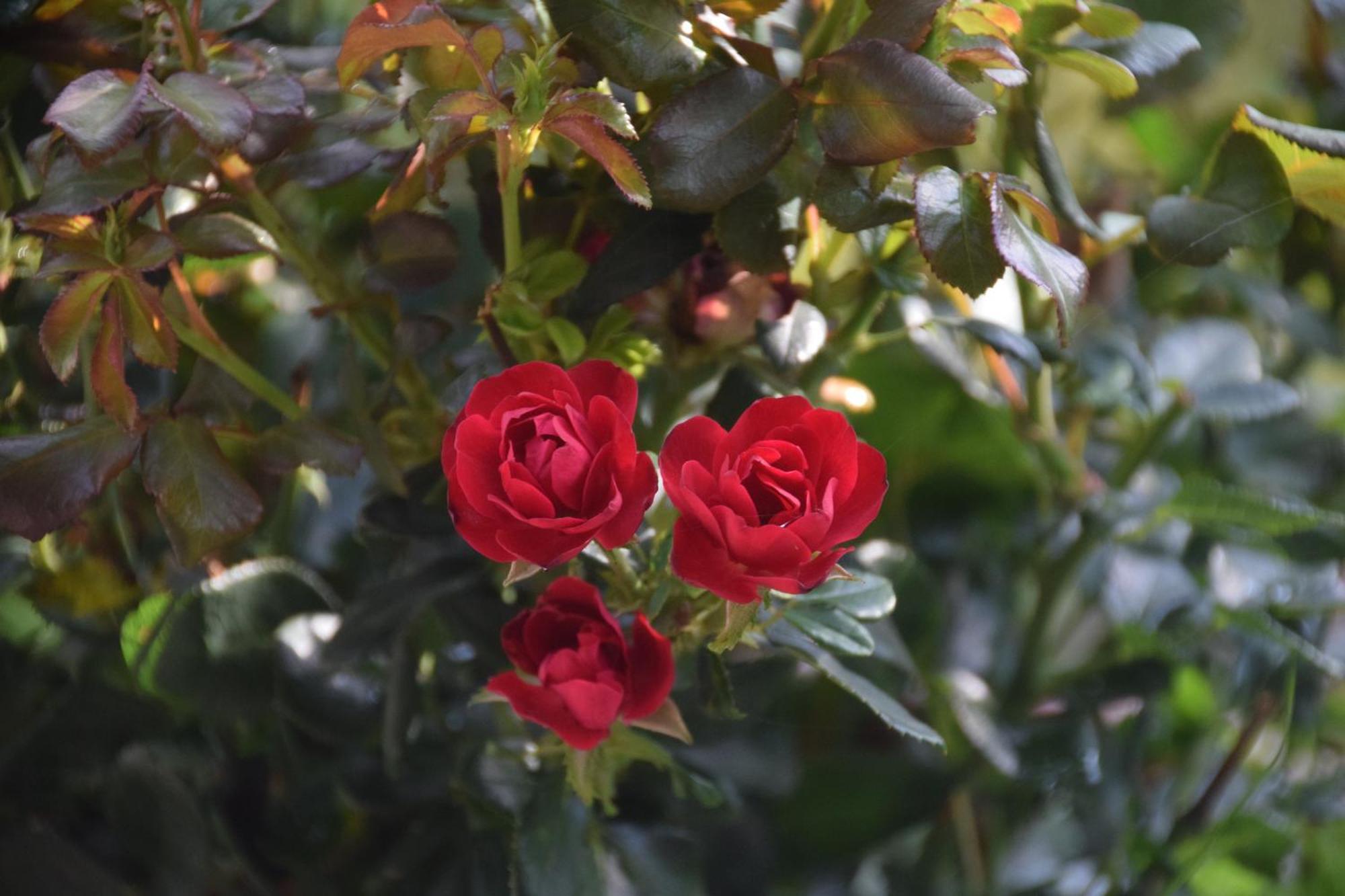 La Maison Des Roses Drachenbronn-Birlenbach Exterior foto